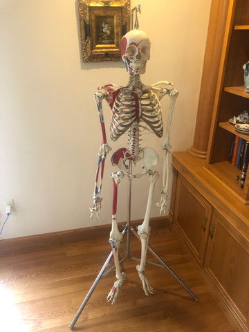 Real Human Skeletons For Sale – 6 Brains