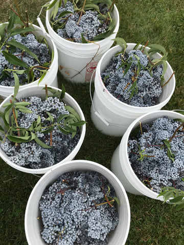 Buckets of blue elderberry