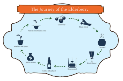 Our elderberry cycle