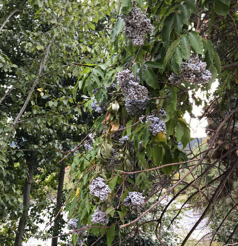 Wild Blue Elderberry in Riparian Habitat