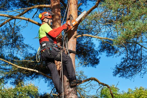 Details 48 equipo para trepar árboles