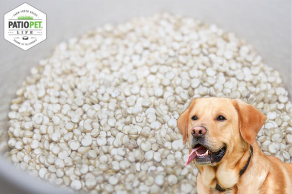 Is it safe to feed dogs quinoa