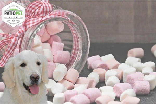 dogs eat marshmallows