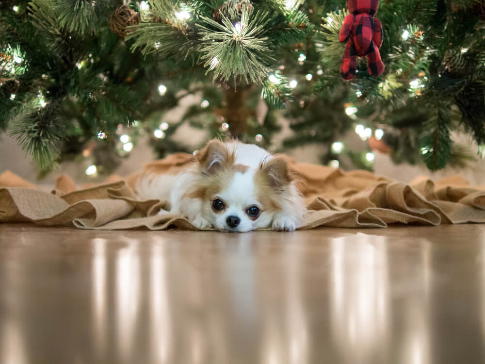 dog under christmas tree