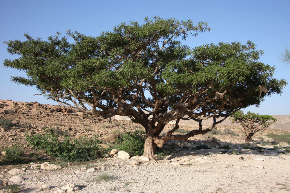 Frankincense is the resin derived from the sticky sap of the Boswellia tree