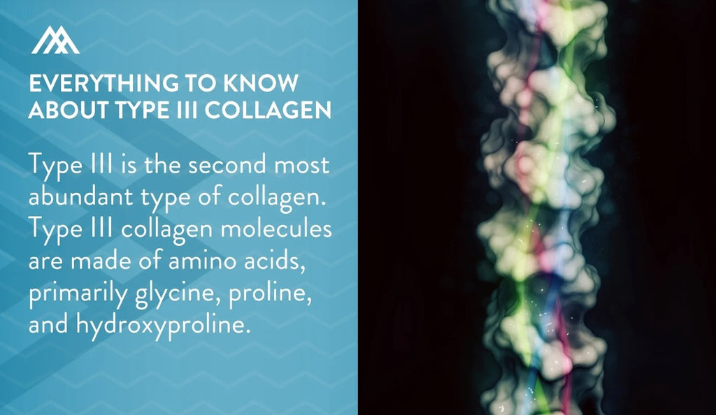 Type III Collagen Molecules