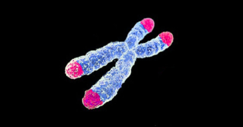 Telomeres protect genetic information