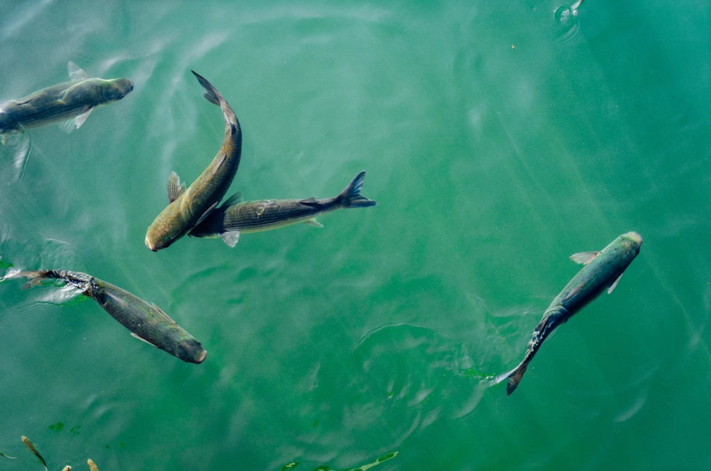 Wild-Caught Fish Collagen