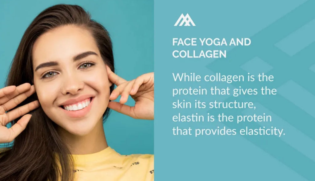 Collagen and elastin in skin