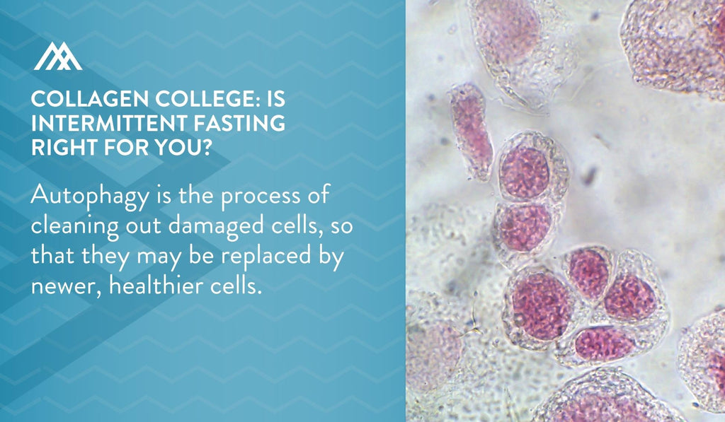 The Process of Cleaning Out Damaged Cells