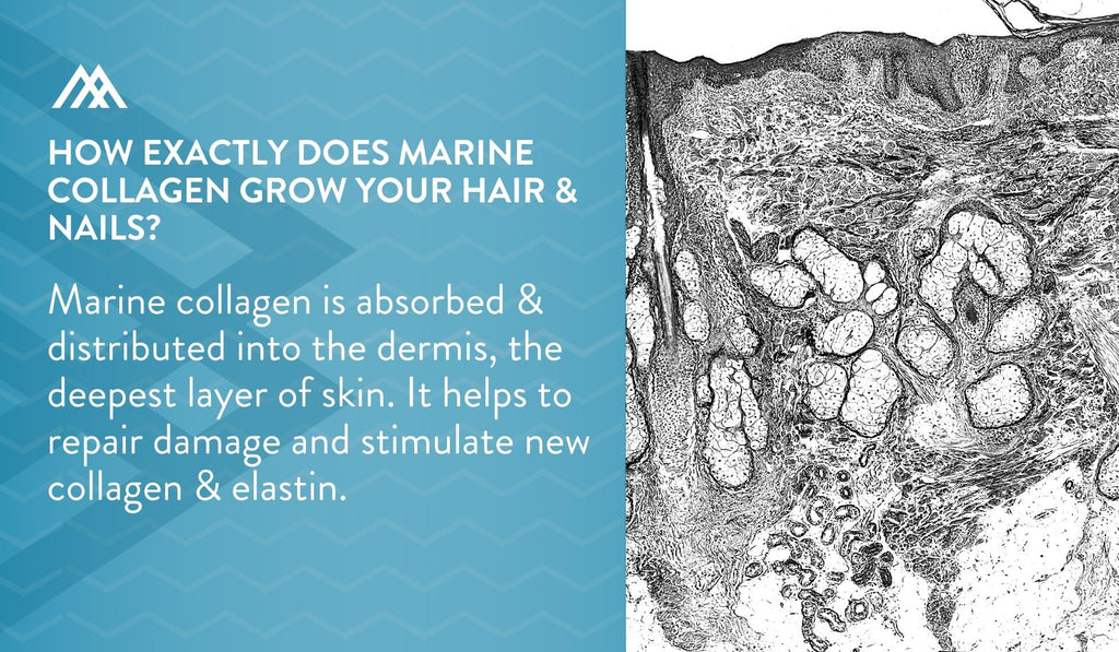 Marine Collagen Absorbed and Distributed into the Dermis
