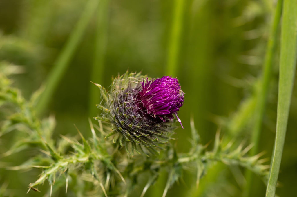 Milk Thistle