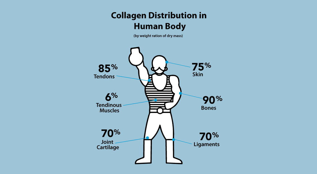 Distribution of Collagen in the Human Body