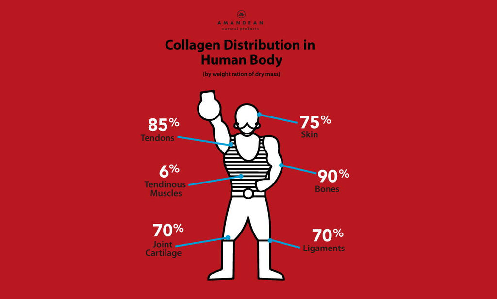 Collagen Distribution in the Body