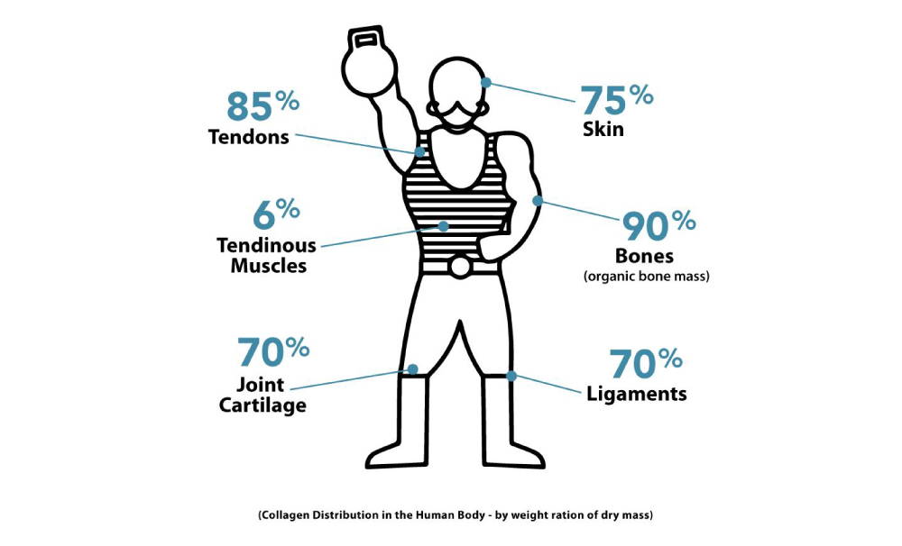 Collagen Distribution in the Human Body