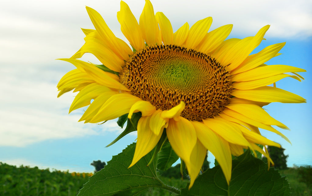 Sabías que… los girasoles son originarios de Perú – Mariano Osorio