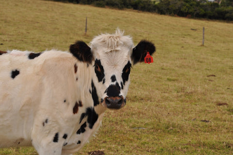 Lactose Intolerance of cows milk