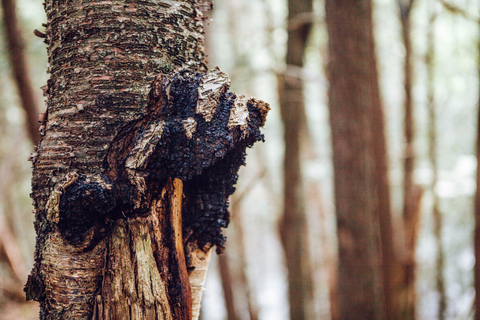 Chaga Mushroom