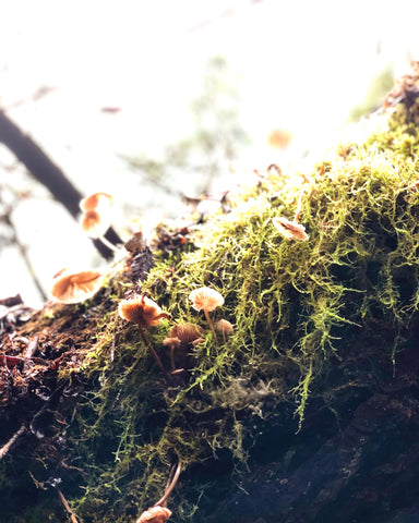 Wild Mushroom Hunting in Mendocino California