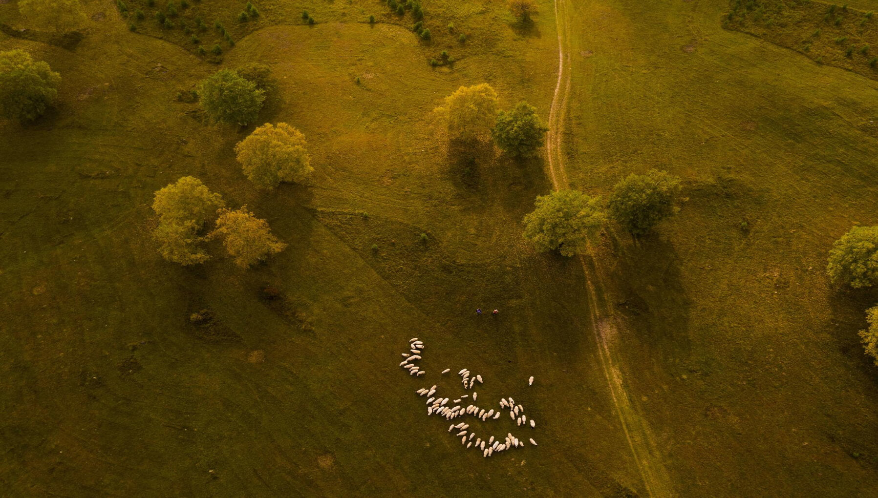 DJI PHANTOM 4 DRONE india