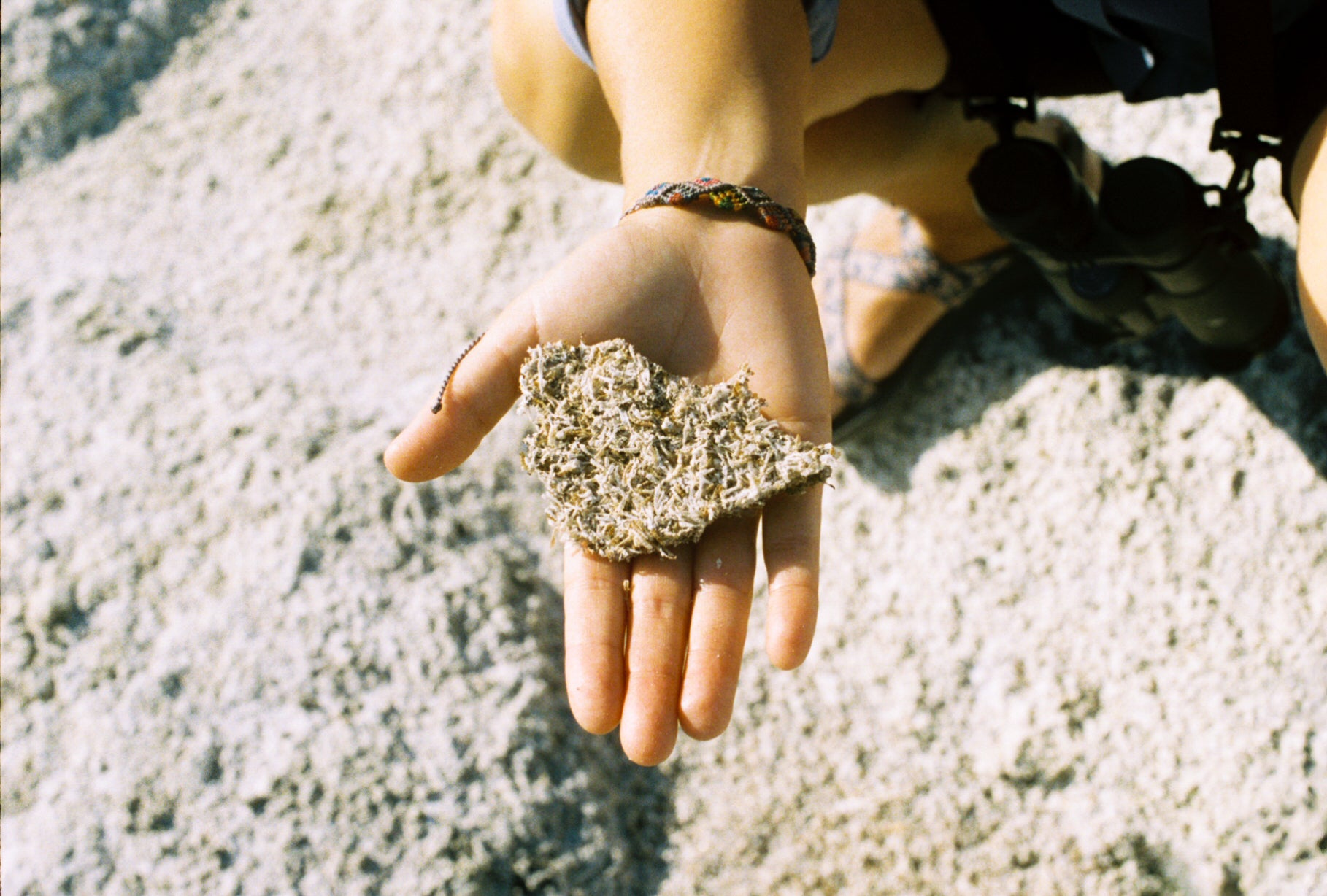 Photo of a hand holding up part of a dried microbialite at Great Salt Lake, by Chandler Rosenberg