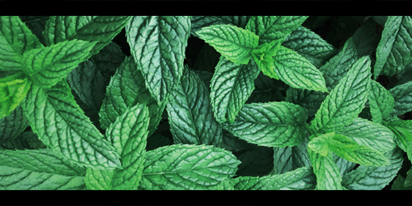 Peppermint Strengthens and Promotes Hair Growth