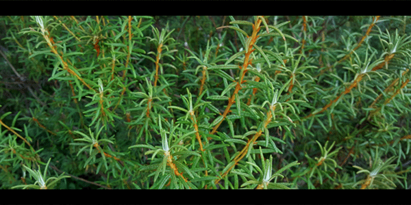 Rosemary Oil is as effective as Minoxidil for Androgenetic Alopecia