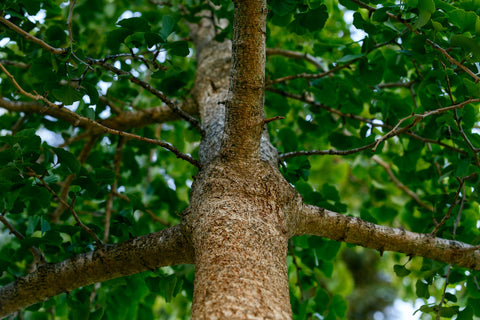 Gingko Biloba for PMS relief 