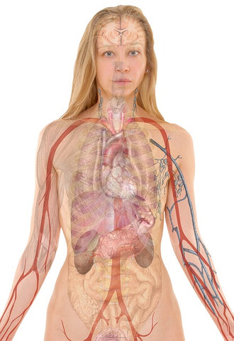 the human body and anatomy