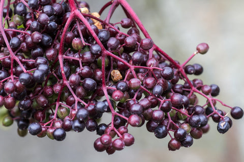 elderberry herb for kids