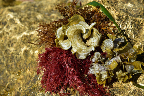 sea moss on a rock