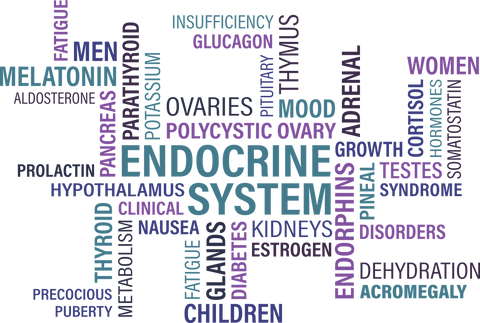 words describing endocrine system