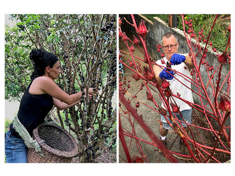 Alejandra harvesting jabuticaba en San Isidro.  Michael harvesting hibiscus in El Arca Verde.