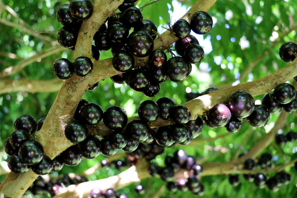 Jabuticaba Fruit on a tree branch