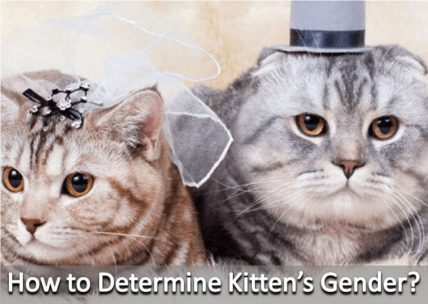 How To Determine Kittens Gender Pawfeel