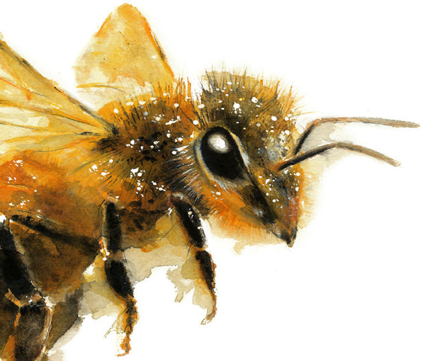 Download Honey Bee Watercolor Archival Print - Mira Guerquin ...