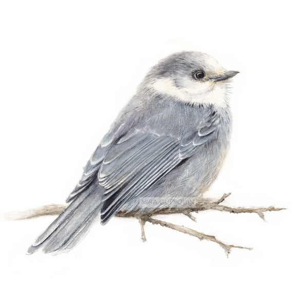 Canada Jay Gray Jay Art Print Mira Guerquin Watercolors