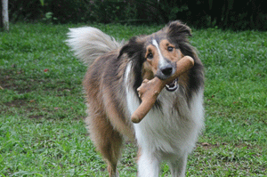 dog chewing wood