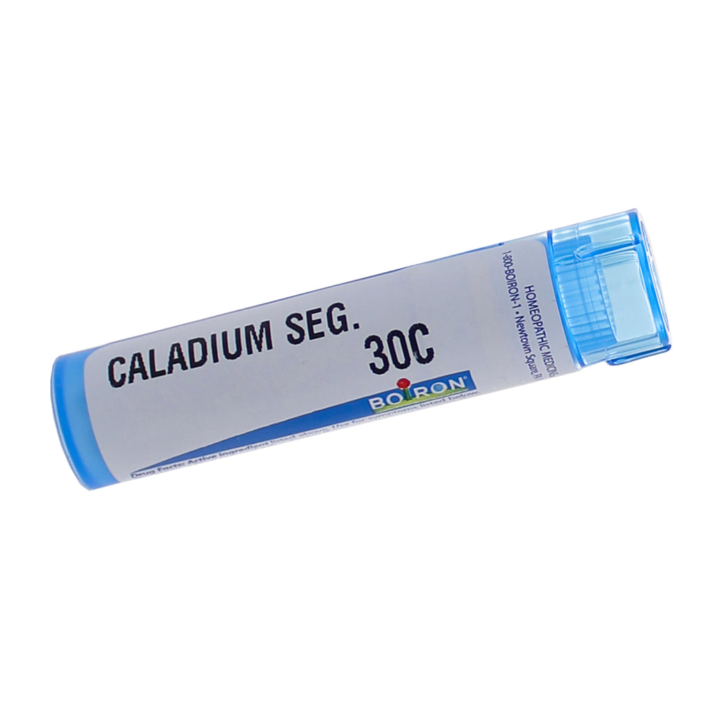 Caladium Seguinum 30c