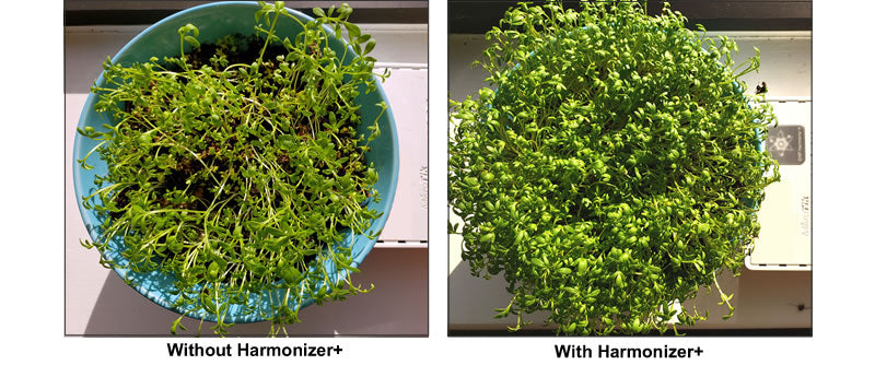 Video zum Sprouts-Test:EMF-Strahlung gesundheitsbedenklich