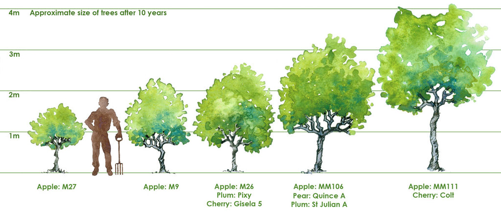 Fruit Tree Rootstocks – Future Forests