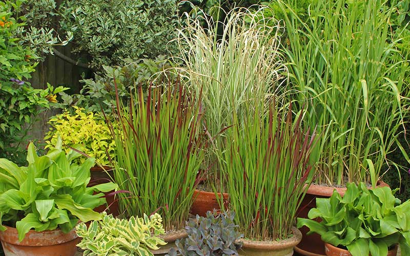 Grasses in Pots