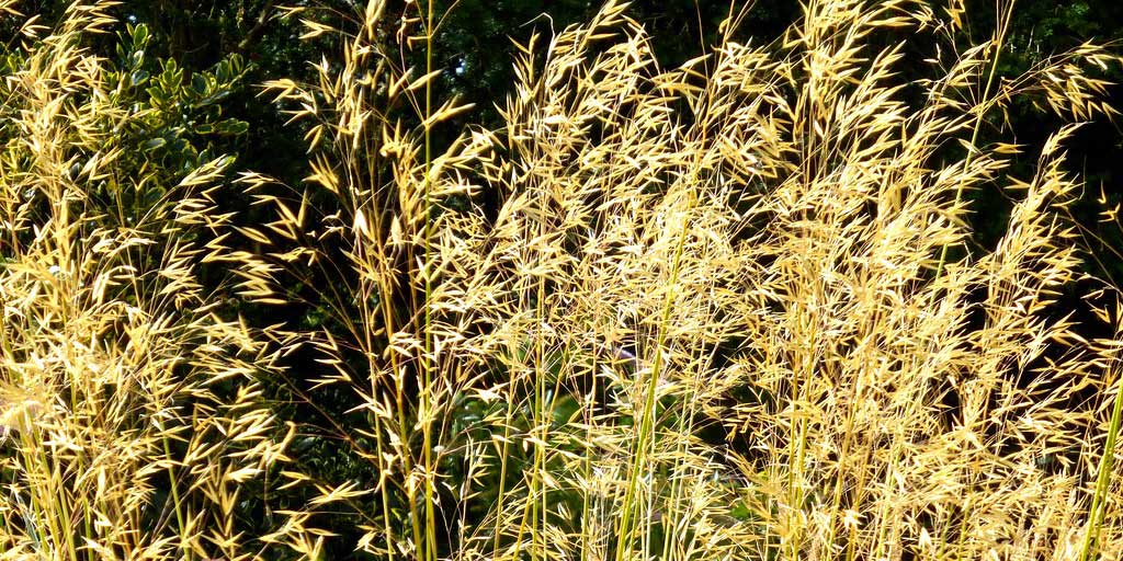 Stipa Gigantea