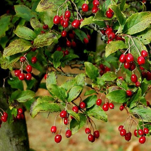 Aronia x prunifolia Brilliant – Future Forests