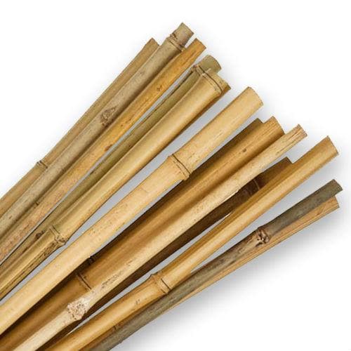Bamboo Canes – Future Forests