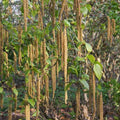 Betula albosinensis var. septentrionlis Kansu