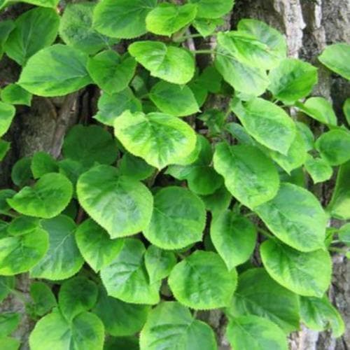 Hydrangea petiolaris Miranda - Climbing Hydrangea - Future ...