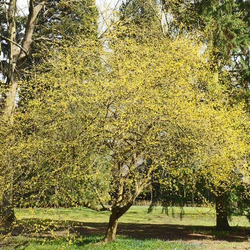 cornus mas tree