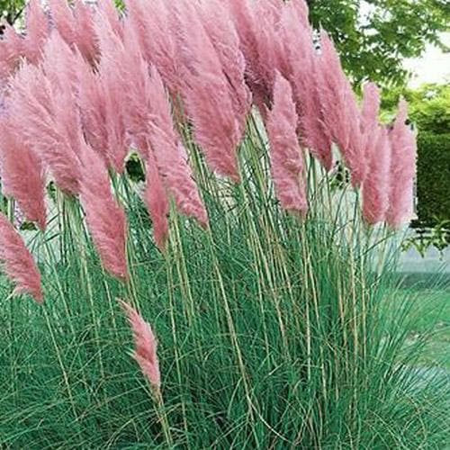 Cortaderia selloana Rosea – Future Forests