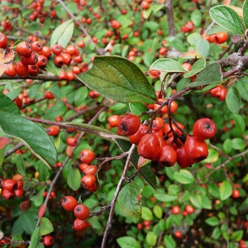 Cotoneaster franchetii – Future Forests